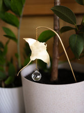 Load image into Gallery viewer, Manta Ray Plant Suncatcher. Plant Prism